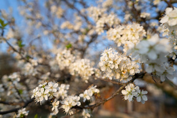 fiori di susino