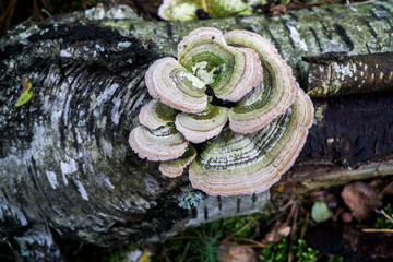 Polypore mushrooms on a dead tree trunk.