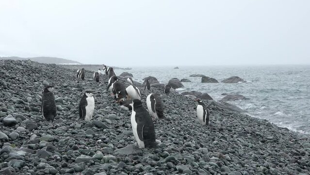Antarctica. Penguins on the ocean. A group of Gentoo Penguins walking along the rocky shore of a penguin colony in the Antarctic peninsula.