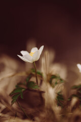 Obraz premium Buschwindröschen im Wald