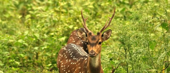 Angry looking spotted deer with horns in the forest 