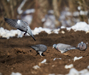 Wild pigeons foraging