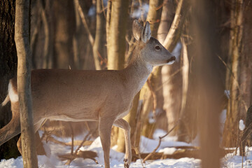 Fototapeta premium Female roe deer in the forest