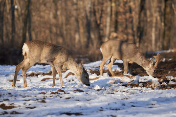 Couple of roebuck and female