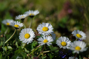Frühblüher Gänseblümchen auf Wiese in Kleingarten