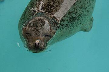 A cute seal sleeping very comfortably © 雄輔 内藤