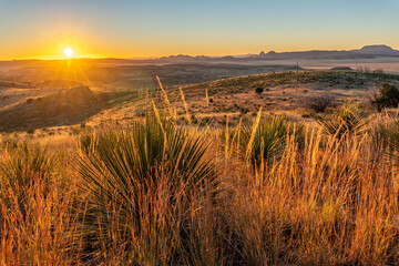 Buckley’s yucca and grass in a hilly desert terrain illuminated by the rising sun, Davis Mountain State Park, Texas
