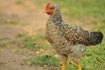 Colorful Hen Searching for Insects