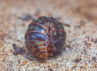 Closeup of a rolled up common pill-bug, Armadillidium pulchellum