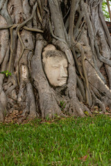 Wat Mahathat is located in the city of Ayutthaya. What stands out is the hundred-year-old Buddha head at the base of the tree.
Taken on 22-02-2022 at 16:00 Tuesday