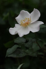 ライラックチャーム