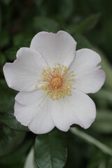 ライラックチャーム