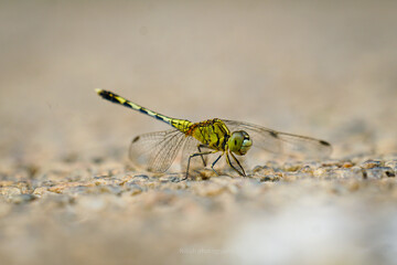 dragonfly