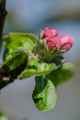 Frühe, fast geschlossene rosafarbene Apfelblüte