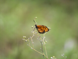 A yellow butterfly perched on some intricate thorns