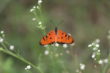 Fototapeta na wymiar An orange butterfly perched on some delicate white flowers
