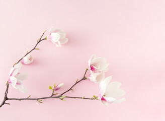 Obraz na płótnie Canvas Branch of pink magnolia flowers on pink background. Flat lay.
