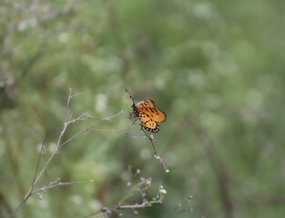 A yellow butterfly perched on some intricate thorns