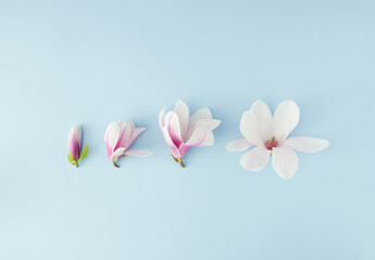 Spring scene with four magnolia flowers aligned on blue background.