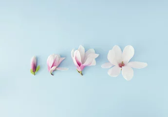 Rolgordijnen Spring scene with four magnolia flowers aligned on blue background. © Maja