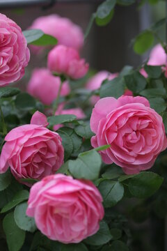 レオナルド Images Browse 70 Stock Photos, Vectors, and Video Adobe Stock