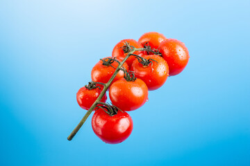 Bunch of fresh, red tomatoes levitation with green stems isolated on blue background. Concept recipe, italian food, ingredient, juicy, nutrition, vitamins.