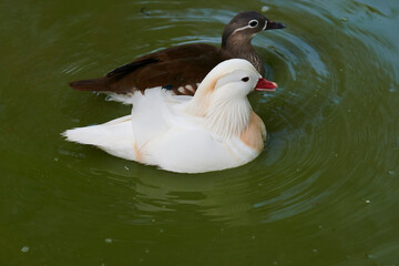 Duck with open wings on a pond. Duck flying over a pond. Duck with open wings. Wild duck. Wild Fauna