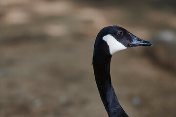 Duck with open wings on a pond. Duck flying over a pond. Duck with open wings. Wild duck. Wild Fauna