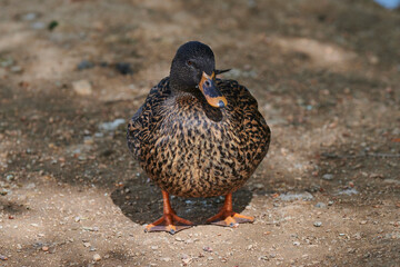 Duck with open wings on a pond. Duck flying over a pond. Duck with open wings. Wild duck. Wild Fauna