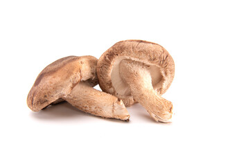 Fresh shiitake mushroom isolated on white background