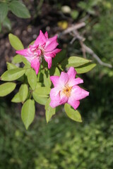 ロサ　オドロタ　パリダ