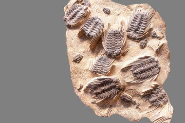 Group of trilobites fossils