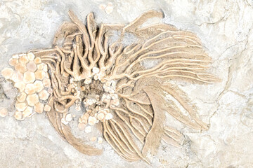 Archaeocrinus maraensis fossil