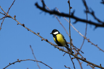 Great tit sits on a branch in profile in sunny weather in early spring horizontal photo