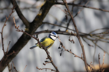 Blue tit sits in profile on a plum branch without foliage in early spring in sunny weather