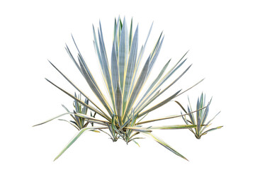 Agave plant isolated on white background.This has clipping path