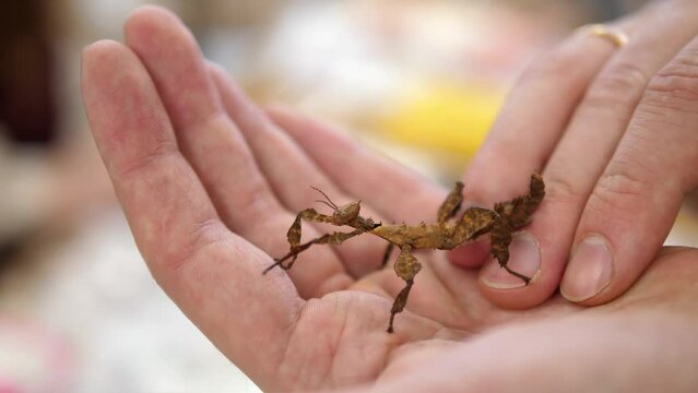Stick insect or stick beetle on human hand.