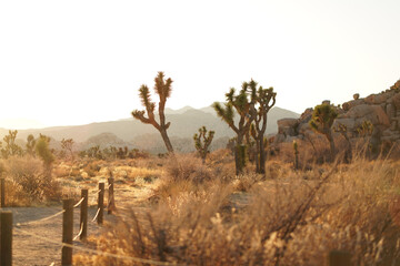 Beautiful view of the Joshua Tree park at sunset