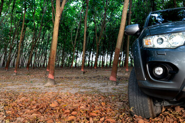 Font side of truck car gray color. Driving in the rubber trees plantation. with dry leaves on the...