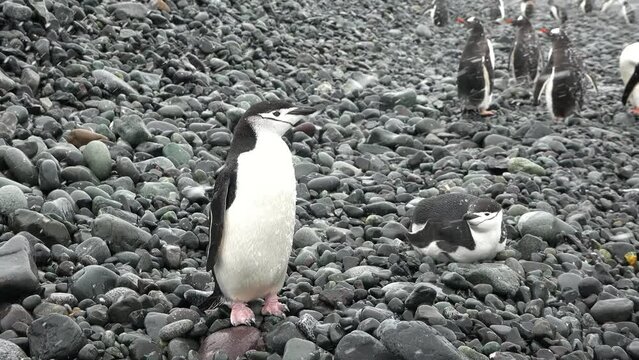 Antarctica. Penguins on the ocean. A group of Gentoo Penguins walking along the rocky shore of a penguin colony in the Antarctic peninsula.