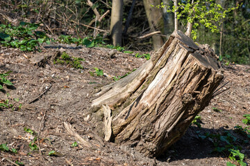 trunk