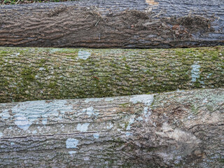 Abfuhrbereite Baumstämme lagern am Wegesrand