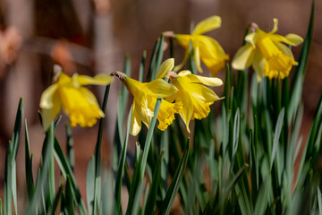Obraz premium Selective focus of Narcissus on the field, Daffodil is a genus of predominantly spring perennial plants of the amaryllis family, Yellow flowers and green leaves in garden, Natural floral background.