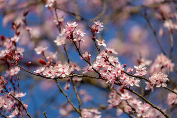 Selective focus of branches white pink Cherry blossoms on the tree under blue sky and sun, Beautiful Sakura flowers in spring season in the park, Floral pattern texture, Nature wallpaper background.