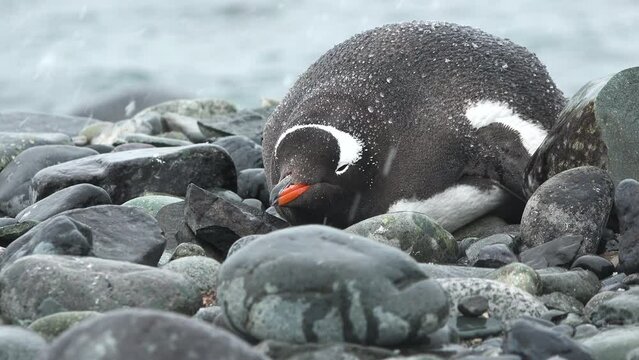 Antarctica. Penguins on the ocean. A group of Gentoo Penguins walking along the rocky shore of a penguin colony in the Antarctic peninsula.