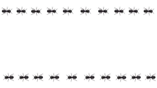 Black ants trail marching horizontally animated video. White and green screen background. Chroma key. 4K motion graphic animation.