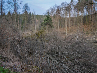 Frisch gerodete Waldfläche