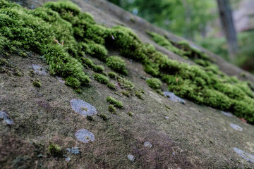 Fototapeta na wymiar Rocky surfaces in the Carpathians forest