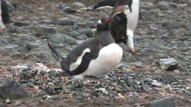 Antarctica. Penguins on the ocean. A group of Gentoo Penguins walking along the rocky shore of a penguin colony in the Antarctic peninsula.