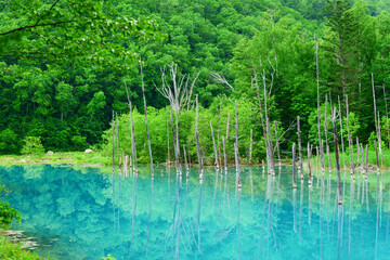 白金青い池。美瑛、北海道、日本。6月下旬。